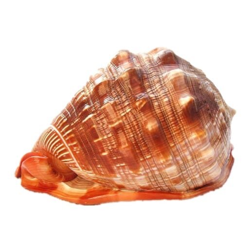 Natural Super Large Wanbao Snail French Snail Large Conch Landscaping - Image 5